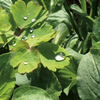Foglie con gocce d'acqua